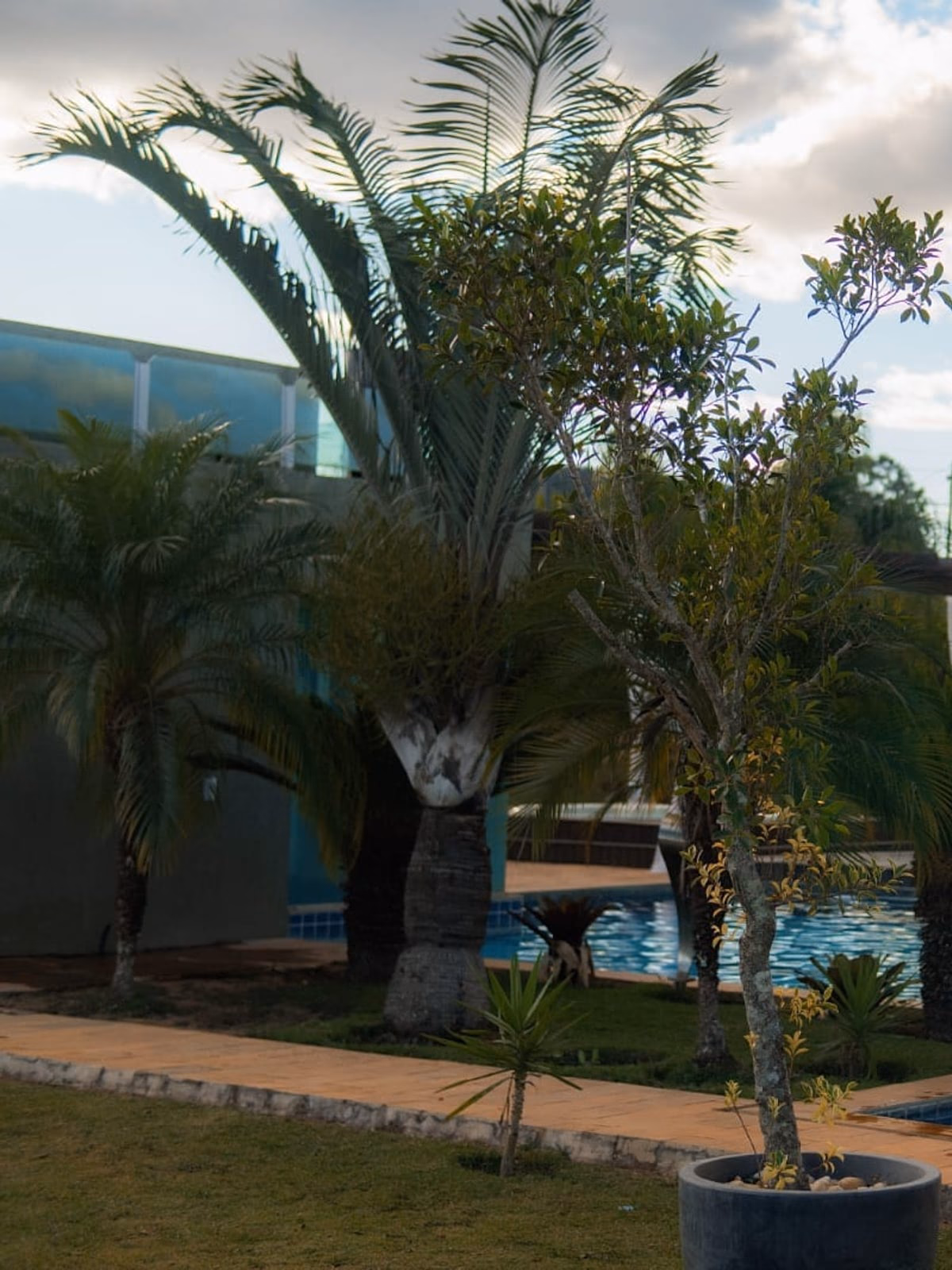 Piscina com palmeiras e fachada lateral da casa